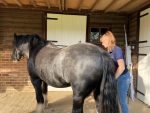 Isobelle Rose Equine Sports Therapy